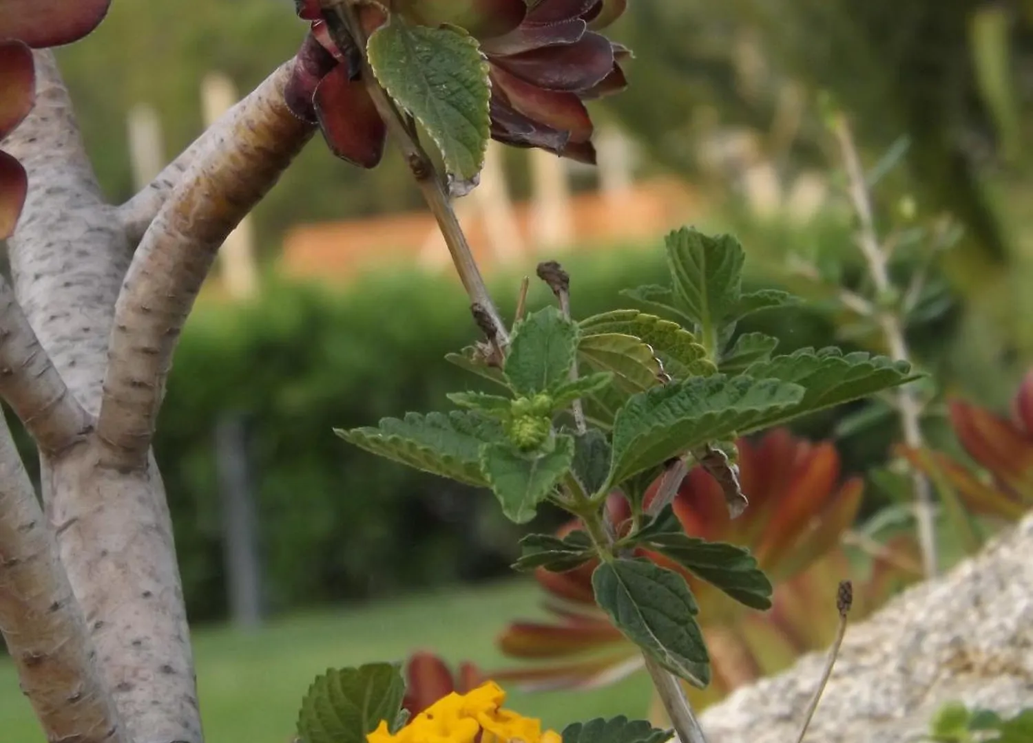 וילסימיוס Le Anfore Hotel